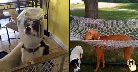 25 Funny Times Animals Got Stuck In The Strangest Places - Bouncy Mustard