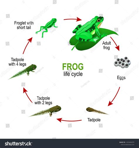 frog life cycle from eggs and Tadpoles to Froglet with short tail and ...