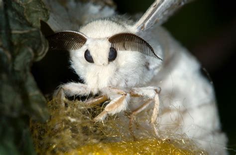 Is the 'Venezuelan Poodle Moth' Real? | Snopes.com