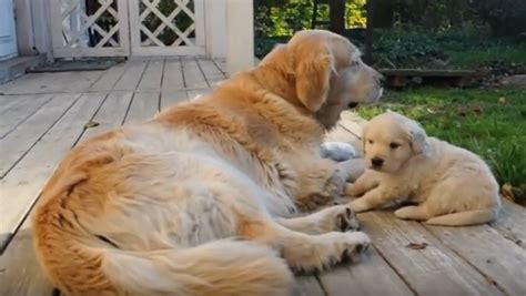 Golden Retriever Dog Family