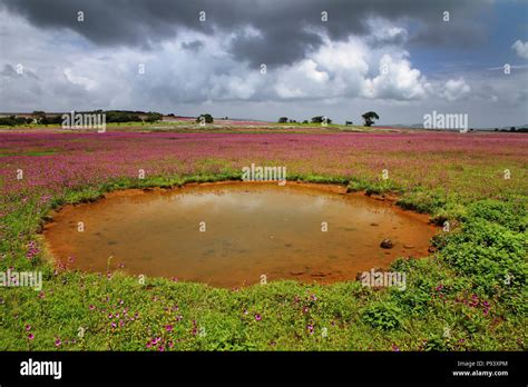 Kaas satara hi-res stock photography and images - Alamy