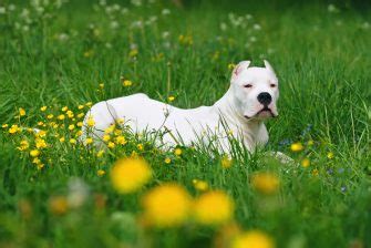 What Is A Dogo Argentino And How To Take Good Care Of It?