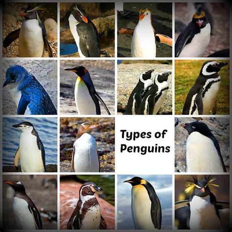 17 Types Of Penguins - Different types, Different types of a - DaftSex HD