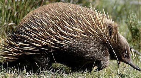 Spines: Echidna Spines Facts