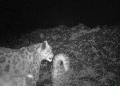 Tracking Four Generations of a Snow Leopard Family - Snow Leopard Trust