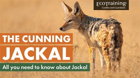 Learn the facts: All you need to know about Jackal | EcoTraining - YouTube