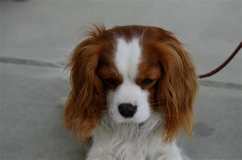 Cavalier King Charles Spaniel Health Problems & Issues | Canna-Pet®