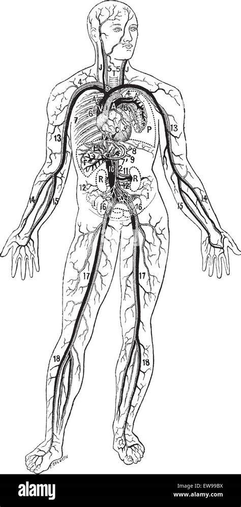 Circulatory System Diagram Black And White