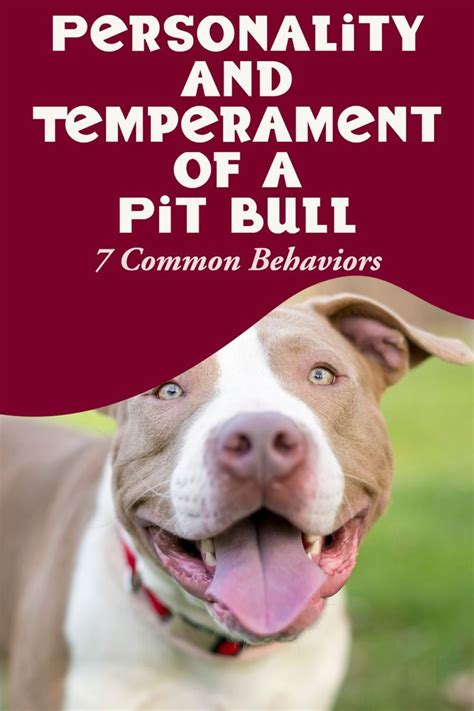 Personality and Temperament of a Pit Bull | Pitbulls, Pitbull terrier ...