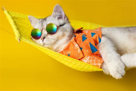 254,100+ Cat Relaxing Stock Photos, Pictures & Royalty-Free Images - iStock