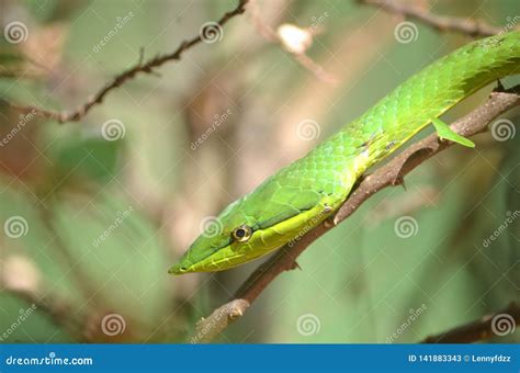 Green vine snake stock image. Image of south, wildlife - 141883343