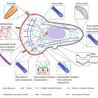 Scheme of actin filament formation. First G-actin binds to ATP ...