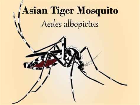 Asian Tiger Mosquito Season is Here | Prince William Living