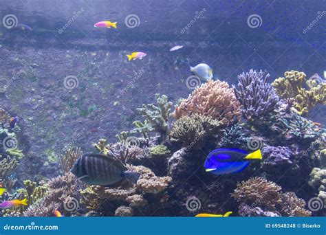 S.E.a. Aquarium in Singapore Editorial Stock Photo - Image of species, landmark: 69548248