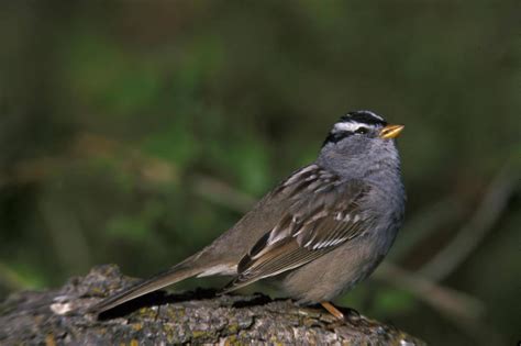 White-crowned Sparrow - Zonotrichia leucophrys - NatureWorks