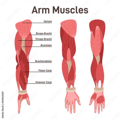 Human Arm Muscles