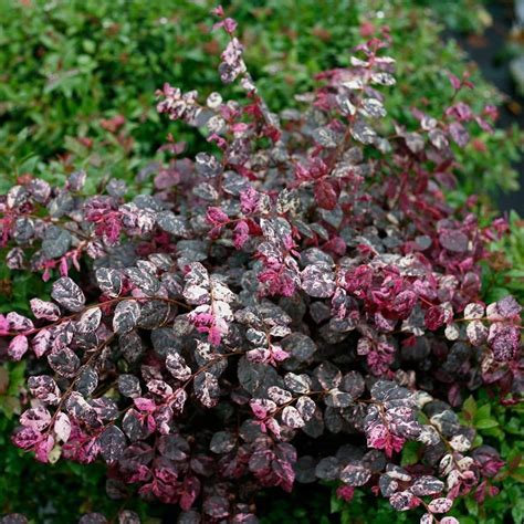 Loropetalum Variegated leaves | Flowering trees, Variegated, Shrubs