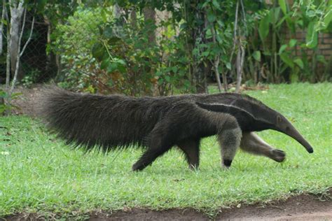 Pantanal & Bonito Tours - Pantanal Tours