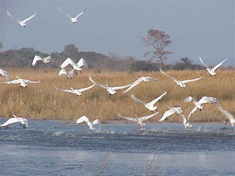 Free picture: tundra, swans, flight