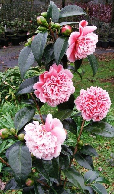 Evergreen Camellia japonica Volunteer - Perfect for Patios