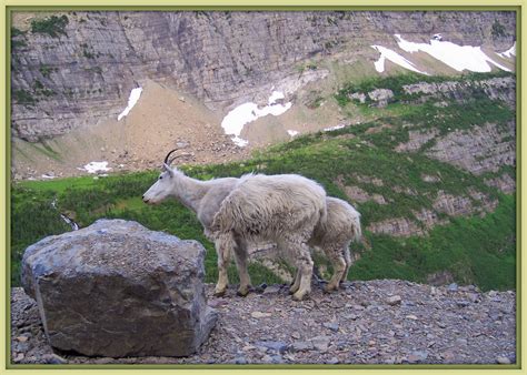 Walk With Father Nature: Mountain Goats of Montana