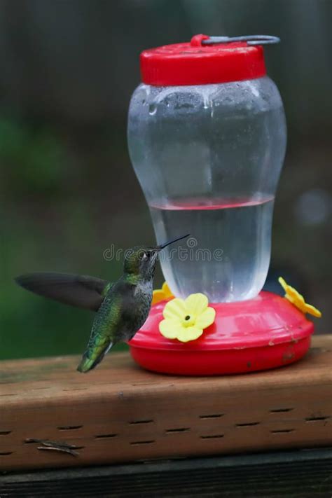 Hummingbird Hovering by Feeder on Wood Surface Stock Photo - Image of ...