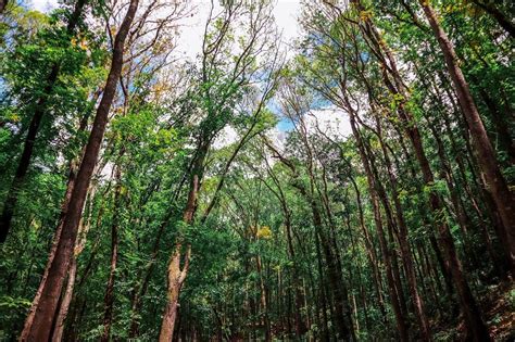 Bohol Man-Made Forest - a UNIQUE experience - Daily Travel Pill