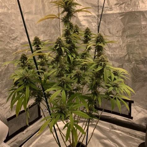 Katsu Seeds - Platinum Root Beer (6 fem seeds) - Great Lakes Genetics