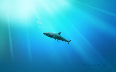 Free download shark hd wallpapers shark for raccoon hd wallpapers shark wallpapers [1600x1000 ...