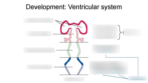 Development: Ventricular system Diagram | Quizlet