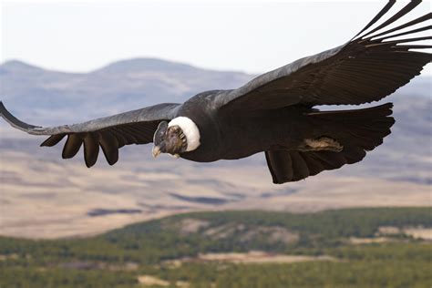 Secrets of Magnificent Soaring Birds Revealed – Flapping Their Wings for Just 1% of Flight Time