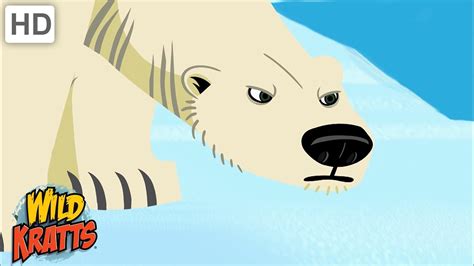 Arctic Creatures | Polar Bears, Walrus, Whales + more! [Full Episodes ...