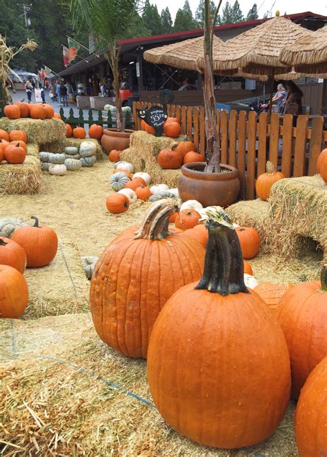 The Best Fall Treats And Activities In Apple Hill, California - A Jaunt With Joy