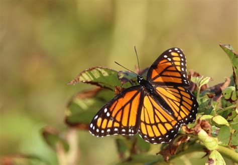 Monarchs and Viceroys: A Tale of Mimicry | New Jersey Audubon