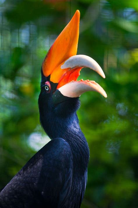 Rhinoceros Hornbill Wallpapers - Wallpaper Cave