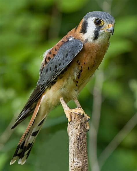 American kestrel - Wikipedia