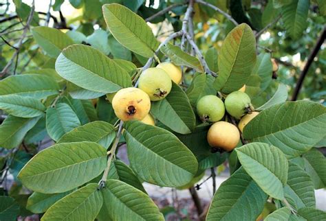 Feuille de goyave: 6 façons dont elle va transformer votre santé ...