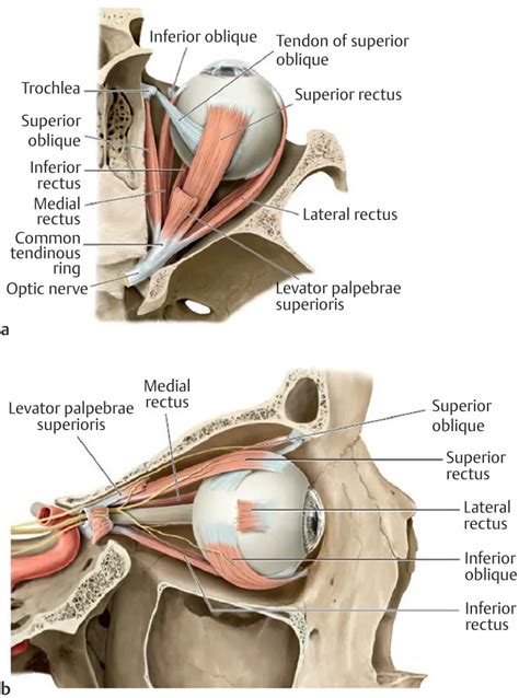 Inferior Oblique Muscle - Origin, Insertion, Function