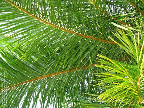 PlantFiles Pictures: Raffia Palm (Raphia farinifera), 1 by palmbob