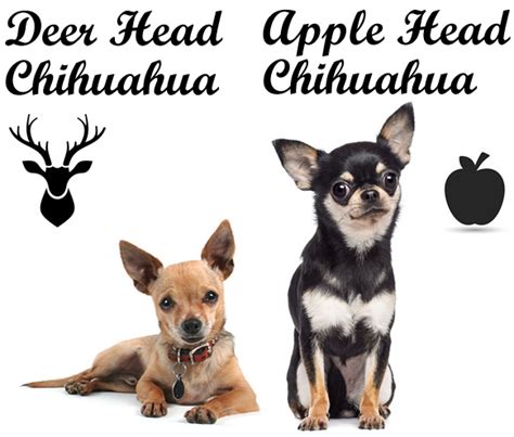 Deer Head vs Apple Head Chihuahua: What's the Difference?