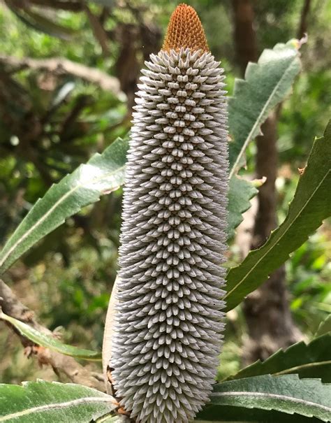 Banksia Plant – streamingcommunityhd