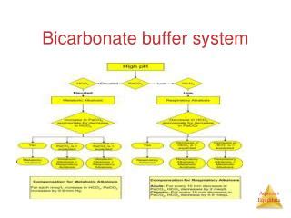 PPT - Bicarbonate buffer system PowerPoint Presentation, free download - ID:1072204