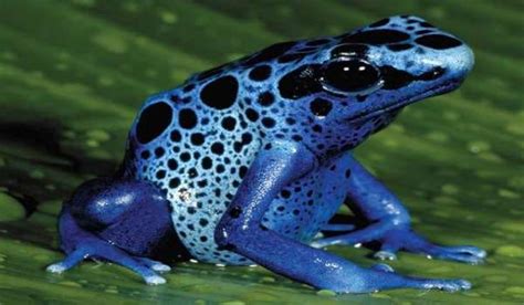 40 Naturally Occurring Blue Colored Animals - Tail and Fur