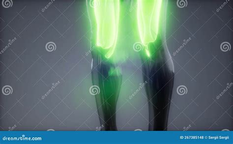 Thigh Muscles - Visible Muscle Anatomy Map Royalty-Free Stock Photography | CartoonDealer.com ...