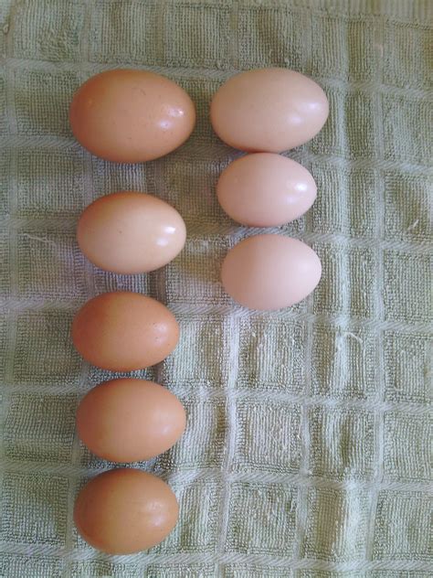 Rhode Island Red eggs are slightly smaller than the Barred Rock eggs ...