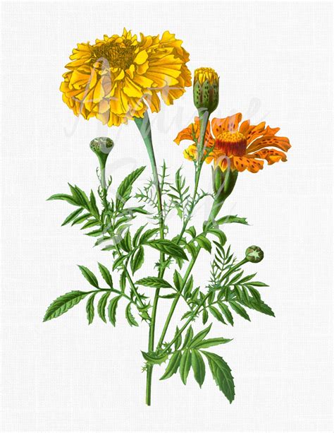 Marigold Botanical Illustration