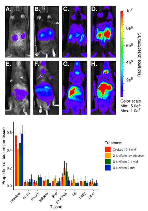 IVIS imaging to assess the source of bioluminescence in Per2 LucSV ...