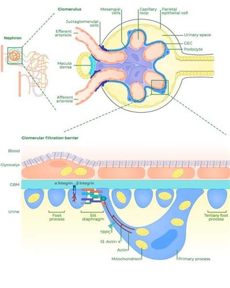 Glomerular Filtration - Definition, Working, Filtration Rate, FAQs