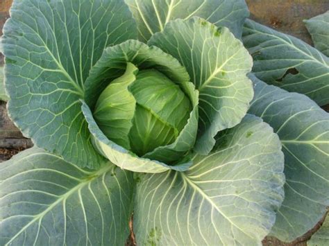 Organic Cabbage Farming, Steps, Cultivation Practices | Agri Farming