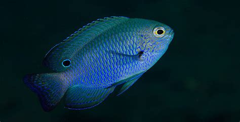 Damselfish – Fish Breeds – Information and pictures of saltwater and fresh water fish